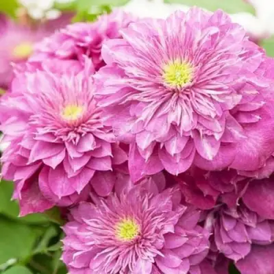 Клематис КАЙЗЕР в Бресте