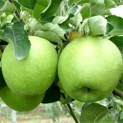 Яблоня РЕНЕТ СИМИРЕНКО в Бресте