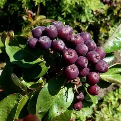 Рябина ЛИКЁРНАЯ сладкоплодная в Бресте