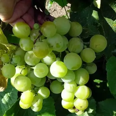 Виноград БАРС в Бресте