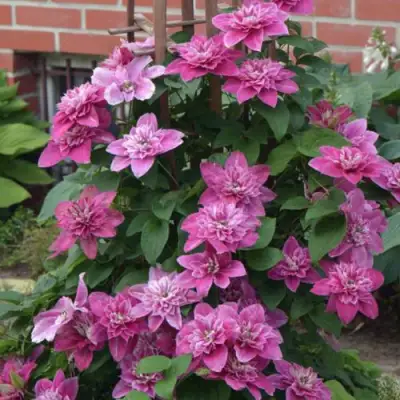 Клематис МАЙ ДАРЛИНГ  в Бресте