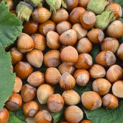 Фундук ТОНДА РОМАНА в Бресте