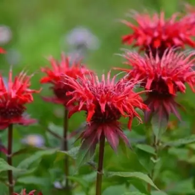 Монарда ПАНОРАМА РЕД в Бресте