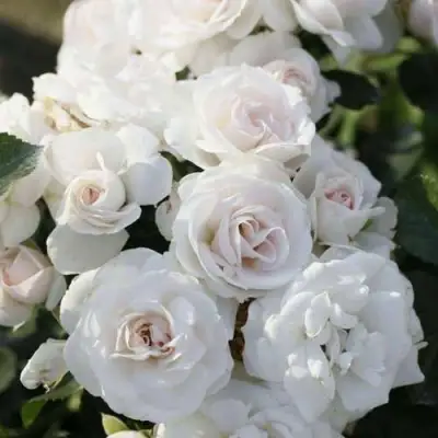 саженцы розы Аспирин