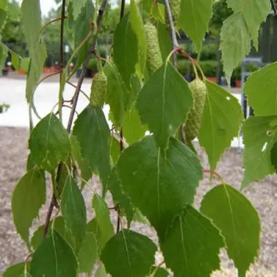 Береза ФАСЦИНЕЙШЕН белая  в Бресте