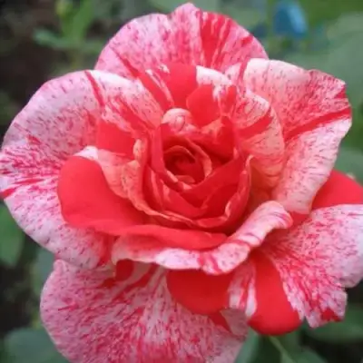 саженцы розы Филателия