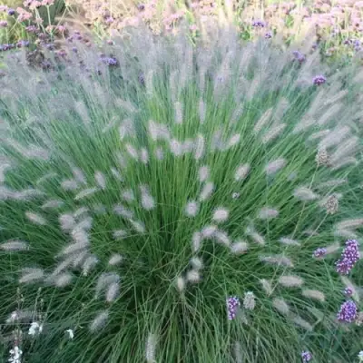 Пеннисетум ХАМЕЛН в Бресте