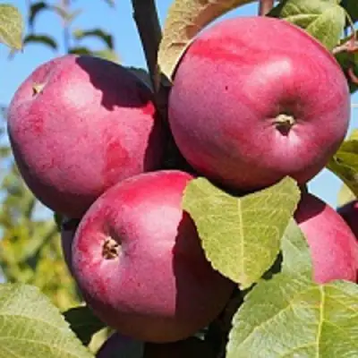 Яблоня ЗОРКА в Бресте