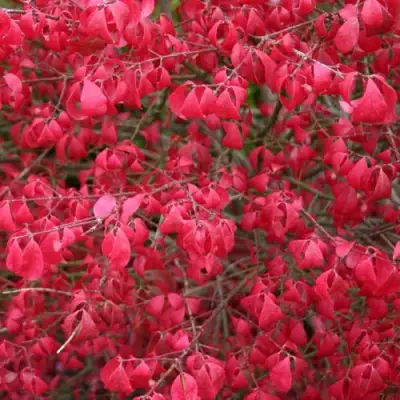 Бересклет КОМПАКТУС  в Бресте