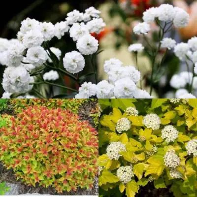 Комплект СОЛНЕЧНЫЙ МИКС в Бресте