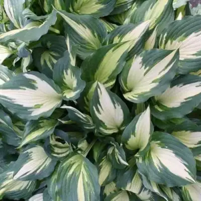 Хоста КРИСМАС КЭНДИ гибридная в Бресте