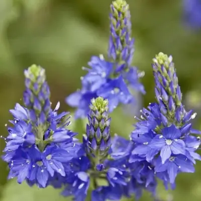 Вероника австрийская в Бресте