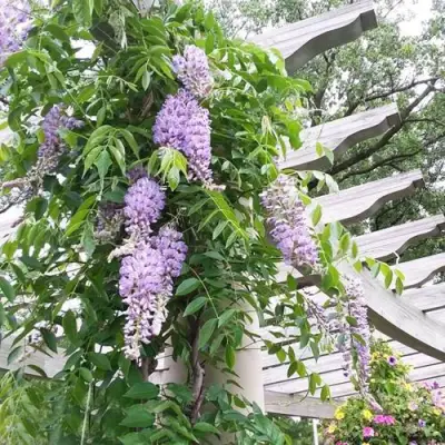 Глициния макростахия БЛЮ МУН в Бресте