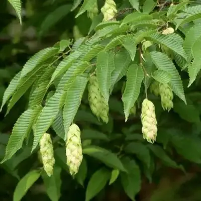 Граб японский в Бресте