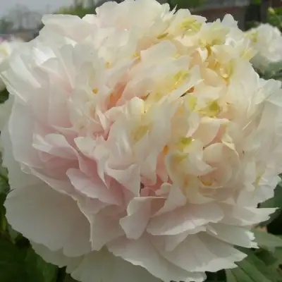 Пион ЗОЛОТОЙ ИЗУМРУД древовидный в Бресте