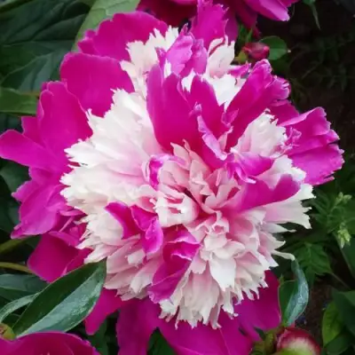 Пион КАПЛЯ РОСЫ травянистый в Бресте