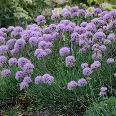 Лук ЛИЗА БЛЮ стареющий в Бресте