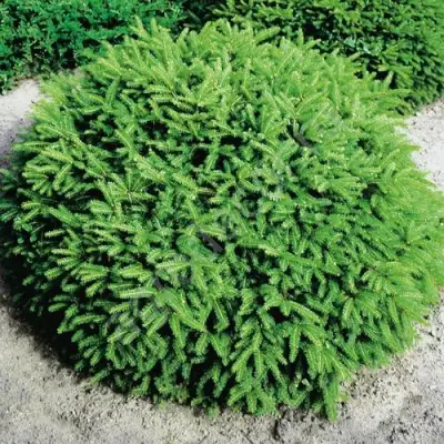 Ель НИДИФОРМИС обыкновенная в Бресте