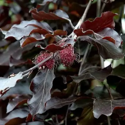 Бук лесной АТРОПУНИЦЕА в Бресте
