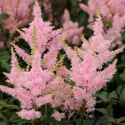 Астильба ЮНИК САЛМОН гибридная в Бресте