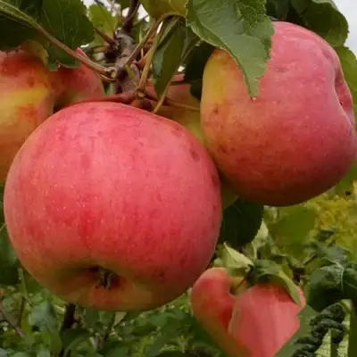 Яблоня БОЛОТОВСКОЕ в Бресте