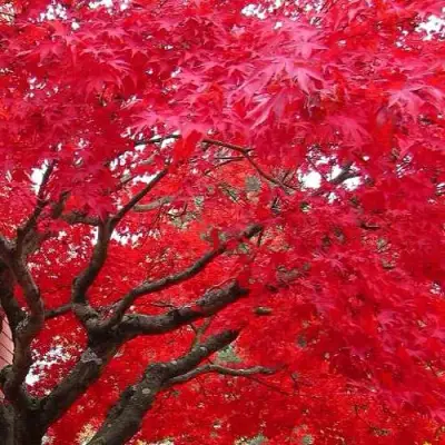 Клен гиннала  в Бресте