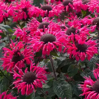 Монарда БИ МЭРИ гибридная в Бресте