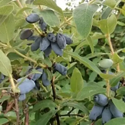 Жимолость съедобная НИМФА (ГАММА) в Бресте