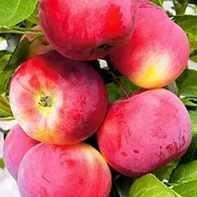 Яблоня СЕРЕБРЯНОЕ КОПЫТЦЕ в Бресте