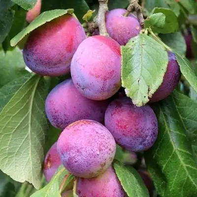 Слива БЛЮ СВИТ колонновидная в Бресте