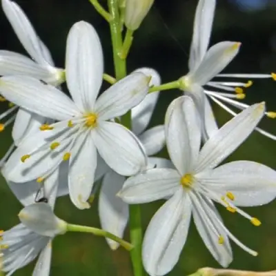 Венечник ветвистый в Бресте