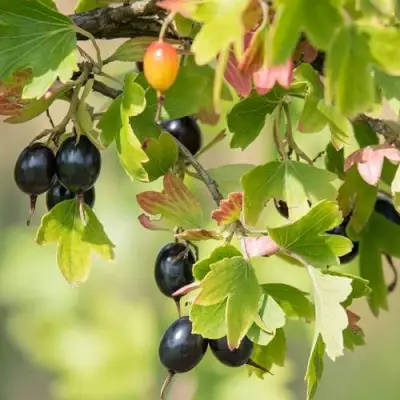 Смородина золотистая БЛЭЙКСТ в Бресте