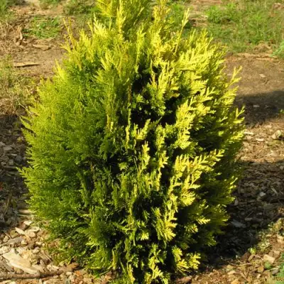 Туя КОППЕР ГОЛД западная в Бресте