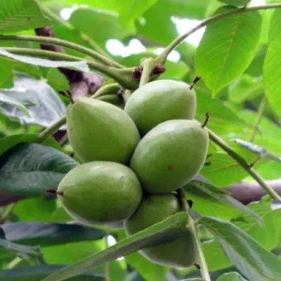 Орех маньчжурский МИЧУРИНЕЦ в Бресте