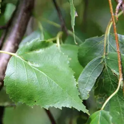 Береза ПОВИСЛАЯ в Бресте