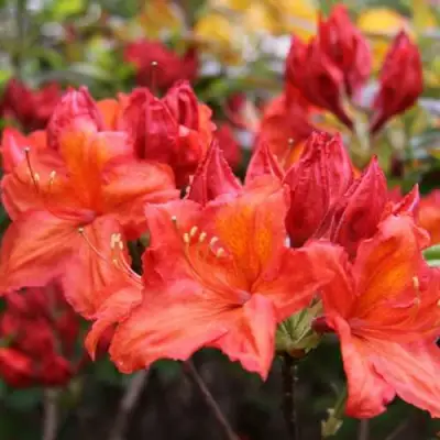 Азалия ЛИЛИНШТЕЙН японская в Бресте