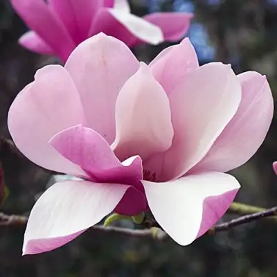 Магнолия РИККИ в Бресте