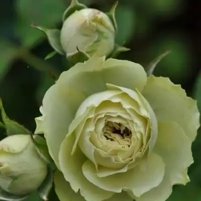 Роза ГРИН ДАЙМОНД миниатюрная в Бресте