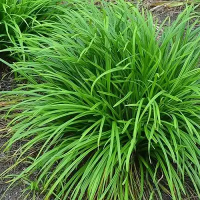 Осока АЙРИШ ГРИН в Бресте