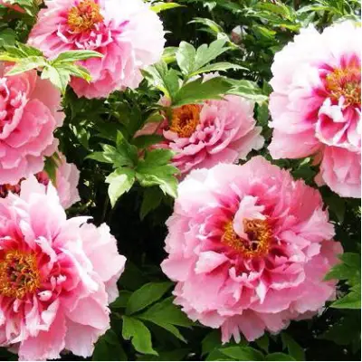 Пион СЕРЕБРИСТЫЙ РУЧЕЙ древовидный в Бресте