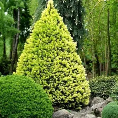 Ель РЕЙНБОУЗ ЭНД сизая в Бресте