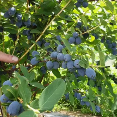 Жимолость съедобная КЛУБНИЧНАЯ СЕНСАЦИЯ в Бресте