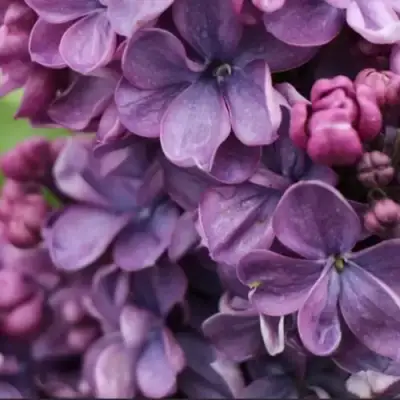 Сирень ВИОЛЕТТА в Бресте