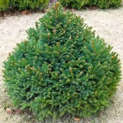 Ель БАРРИ обыкновенная в Бресте