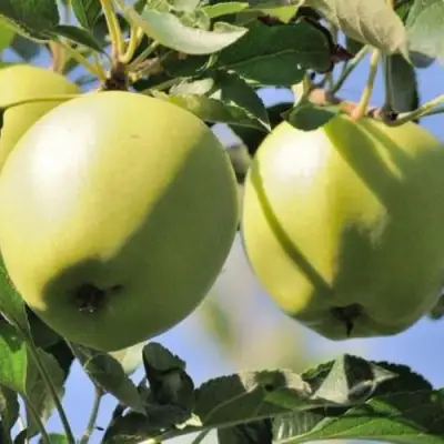 Яблоня САХАРНАЯ в Бресте