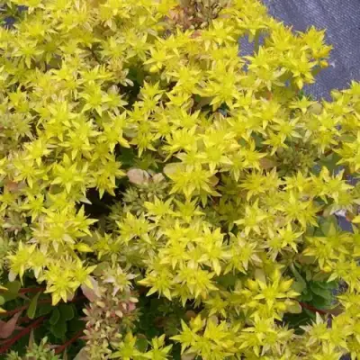 Очиток (седум) ИММЕРГРЮНХЕН в Бресте