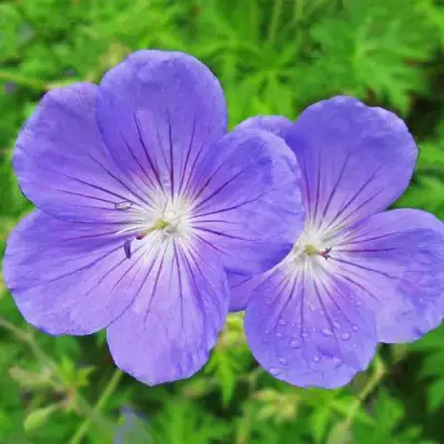 Герань БРУКСАЙД гибридная в Бресте