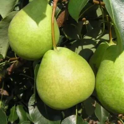 Груша ЛАГОДНАЯ в Бресте