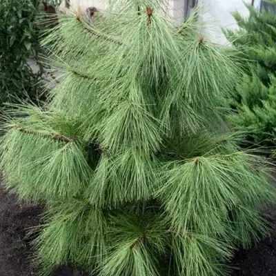 Сосна желтая  в Бресте