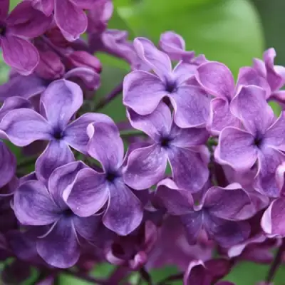 Сирень СУМЕРКИ в Бресте